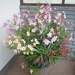 Ferienhaus Raffeiner Apartamento *
