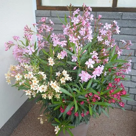 Ferienhaus Raffeiner 公寓 *