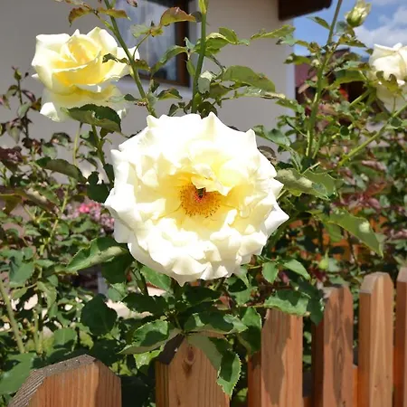 Ferienhaus Raffeiner * 乌登斯